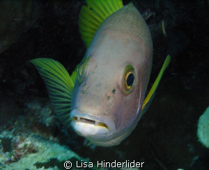 "What you talkin about Willis?" by Lisa Hinderlider 